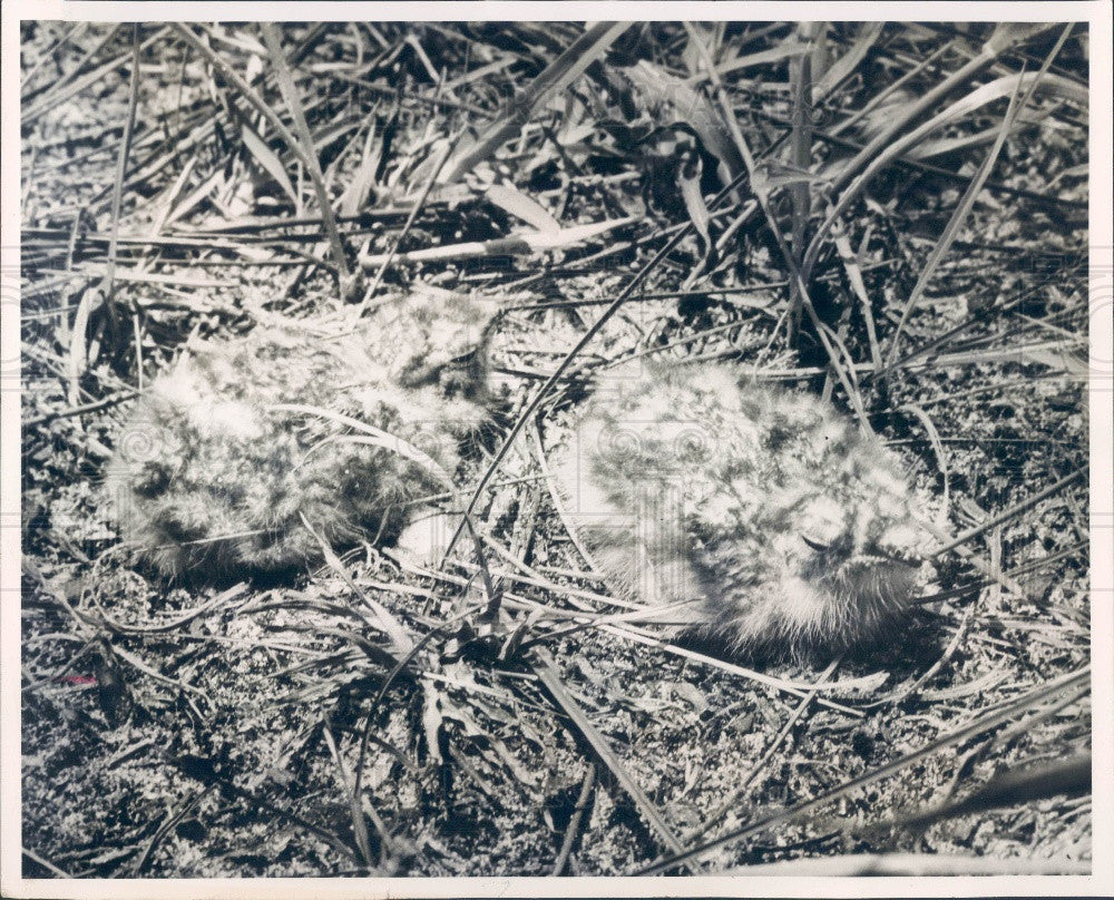 1966 Nighthawk Birds Press Photo - Historic Images