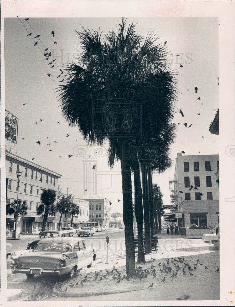 1960 St. Petersburg Florida Hundreds Of Robins Press Photo - Historic Images