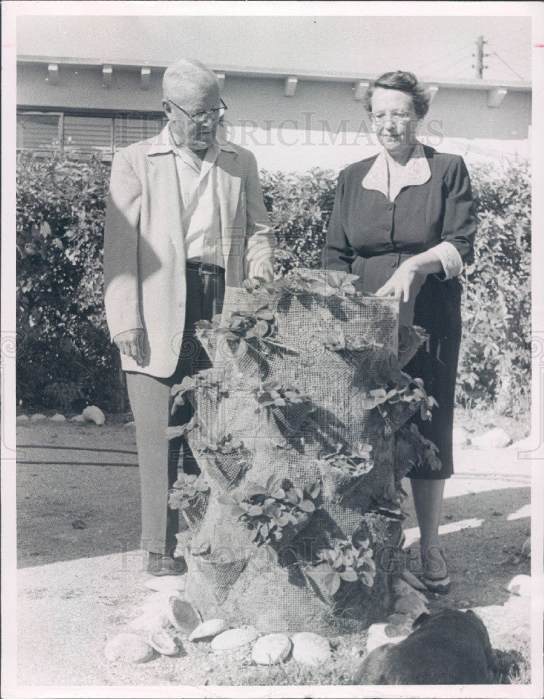 1957 Florida Unique Strawberry Planter Mr. &amp; Mrs. Theo James Press Photo - Historic Images