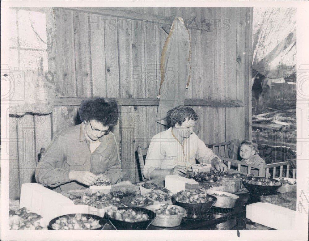 Undated Florida Strawberry Auction Press Photo - Historic Images