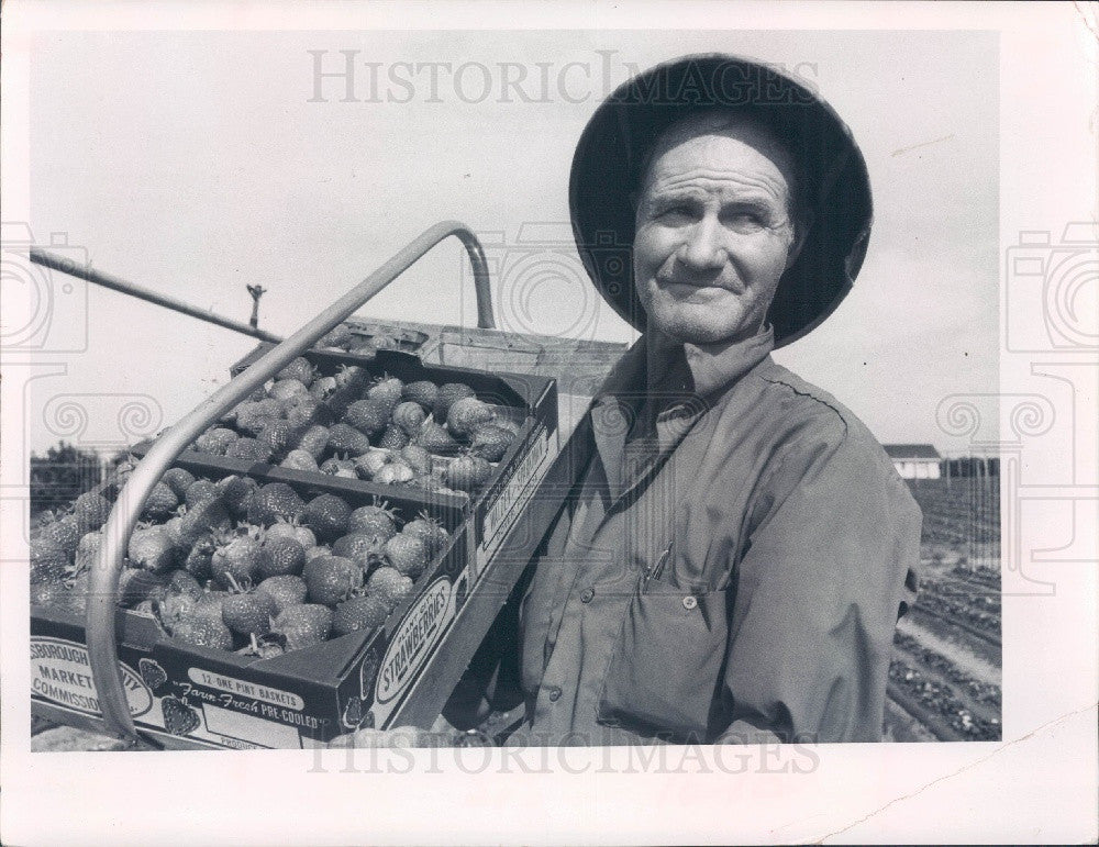 1969 Florida Otis Goodson &amp; Strawberry Harvest Press Photo - Historic Images