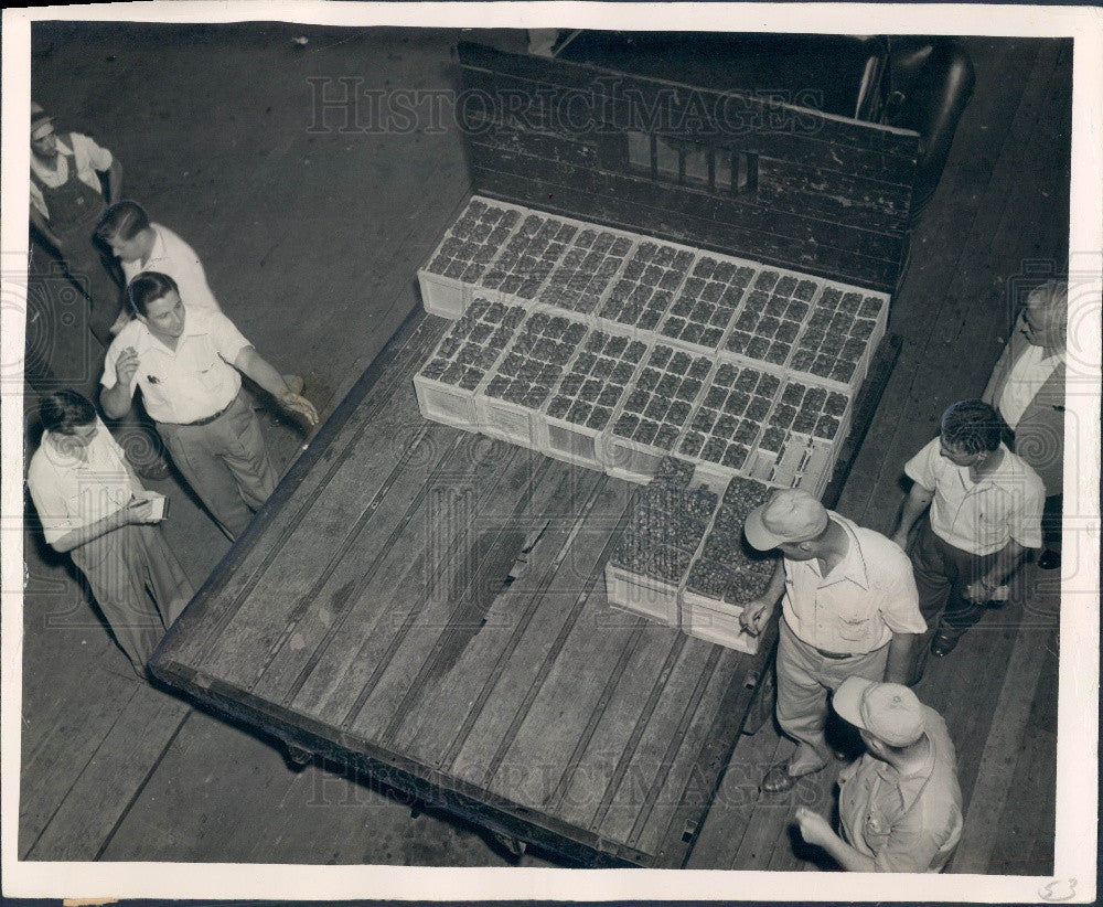 1952 Florida Strawberry Auction Winter Strawberry Auctioneer Press Photo - Historic Images
