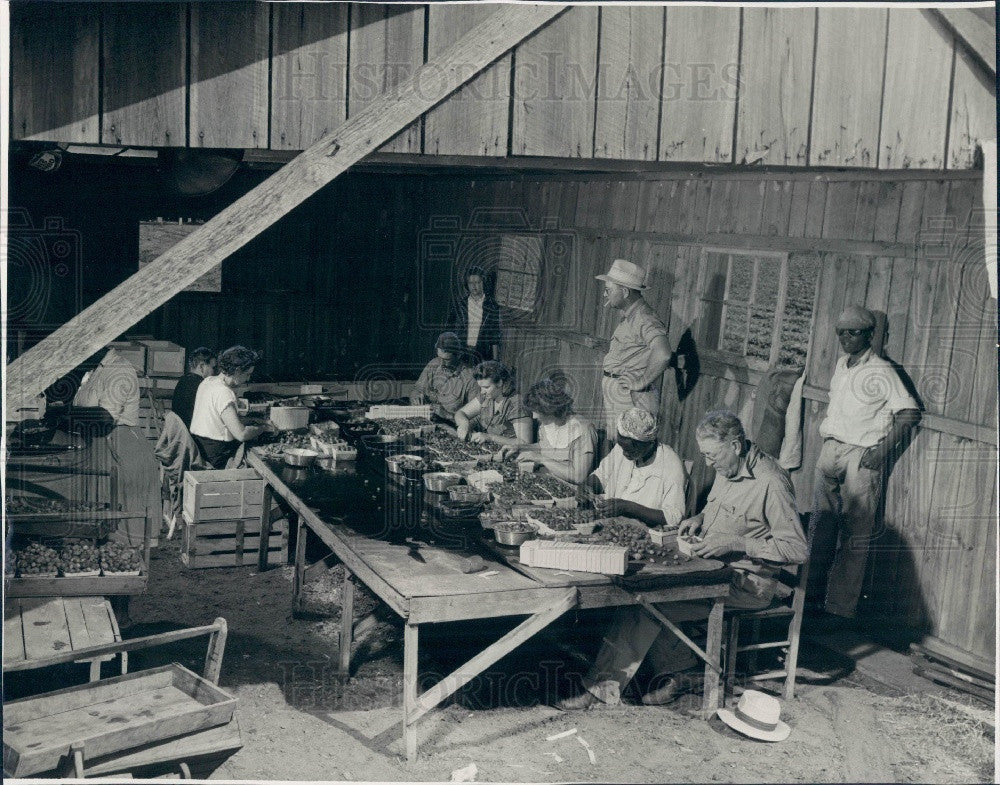 Undated Florida Strawberry Workers Press Photo - Historic Images