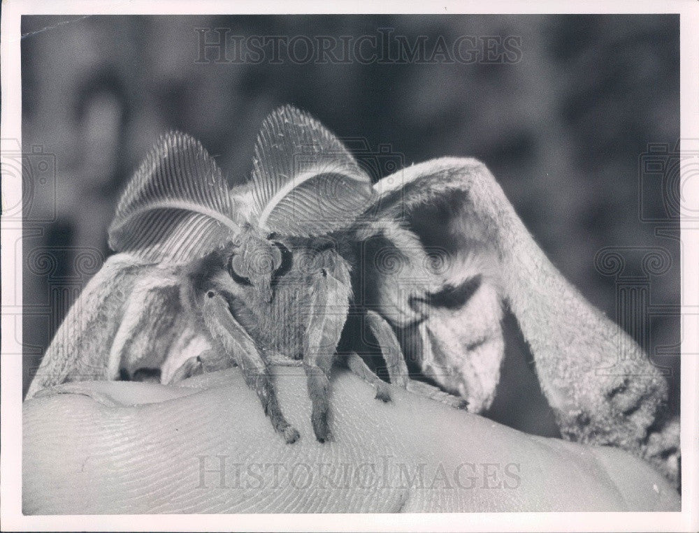 1961 Closeup of a Huge Moth Press Photo - Historic Images