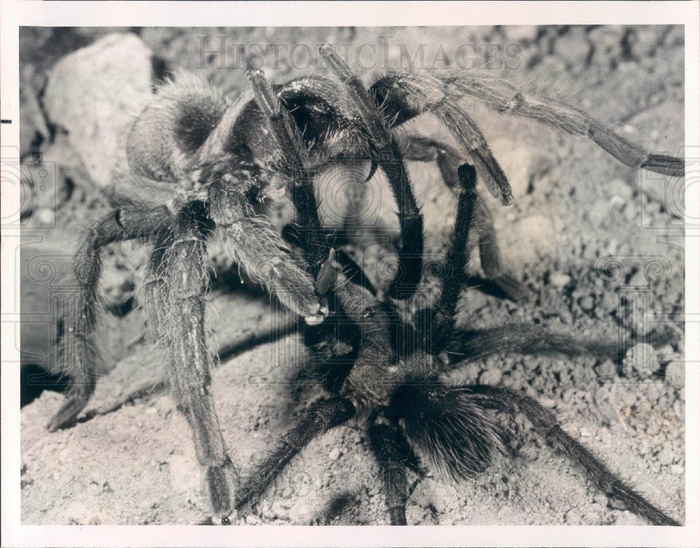 1976 Closeup of a Jumping Spider Press Photo - Historic Images