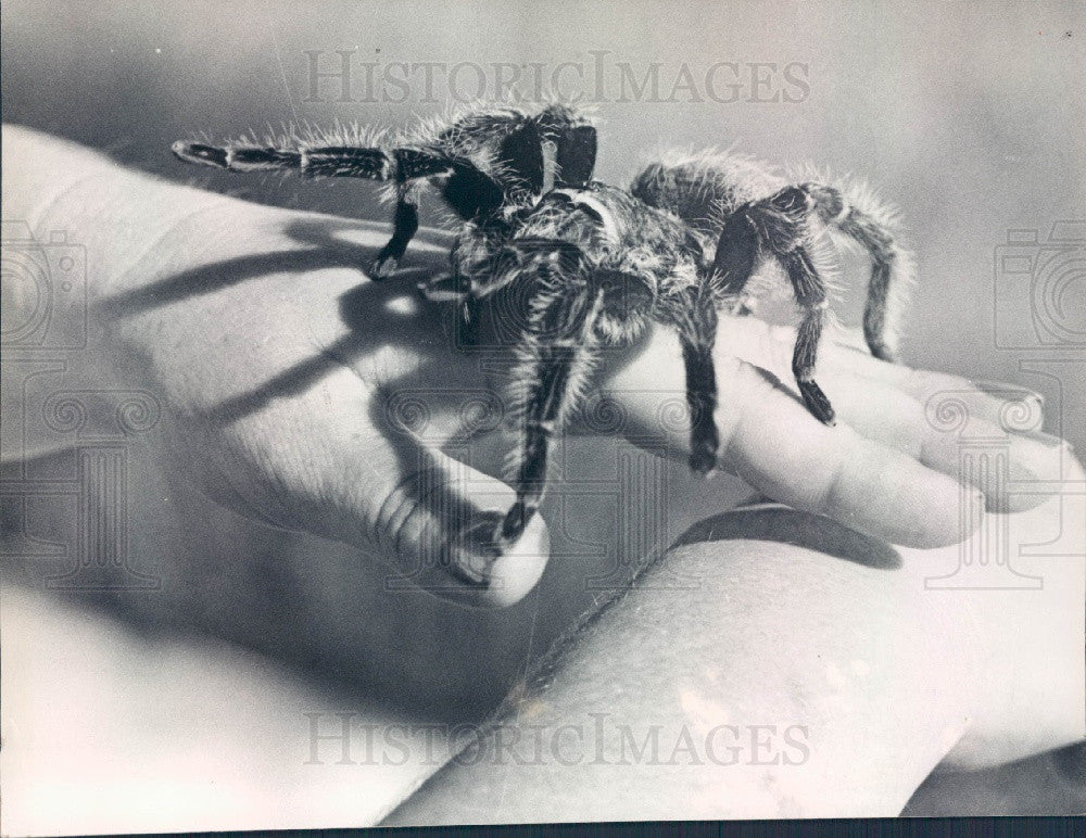 1976 A Tarantula Crawling on a Hand Press Photo - Historic Images