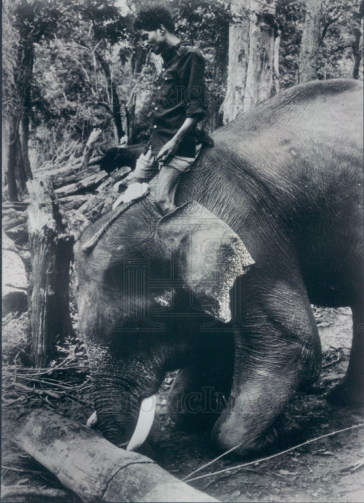 1967 India Trained Elephant Moving Logs Press Photo - Historic Images