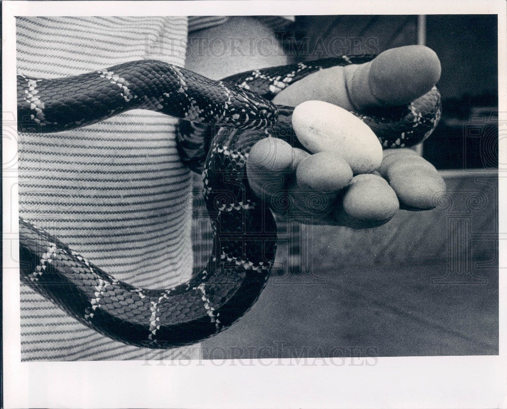 1978 Largo Florida Hood&#39;s Pet Village King Snake Press Photo - Historic Images