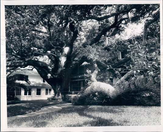 1978 Clearwater Florida Tree House of Prayer Press Photo - Historic Images