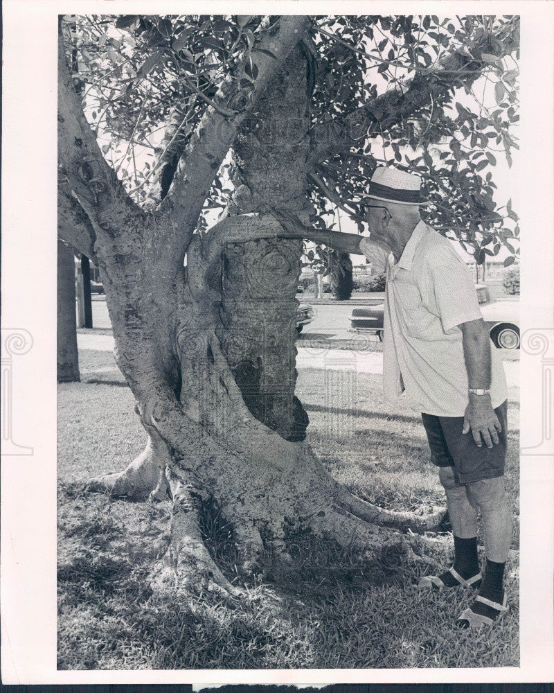 1966 St Petersburg FL Art Museum Ficus Tree Wrapped Around Palm Tree Press Photo - Historic Images