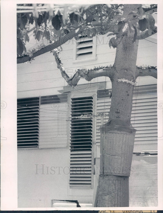 1971 St. Petersburg Florida Squirrel Unfriendly Avocado Tree Press Photo - Historic Images