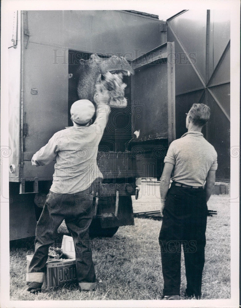 1963 Hippopotamus Transport Press Photo - Historic Images