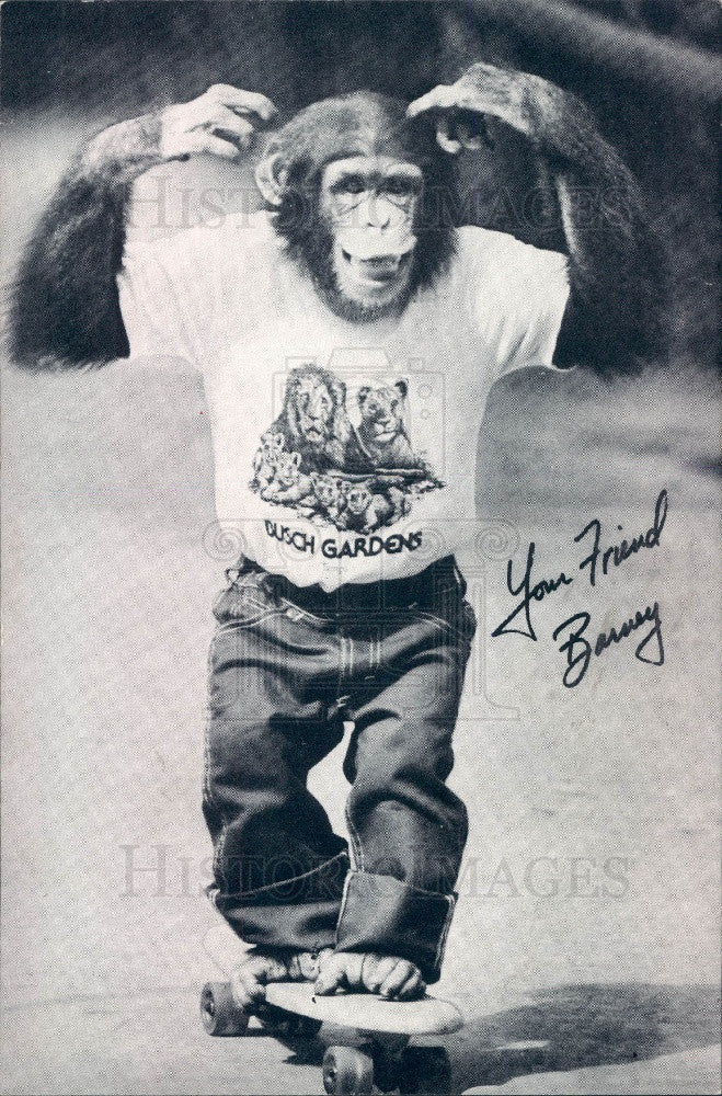 1978 Florida Busch Gardens Chimpanzee Barney Press Photo - Historic Images
