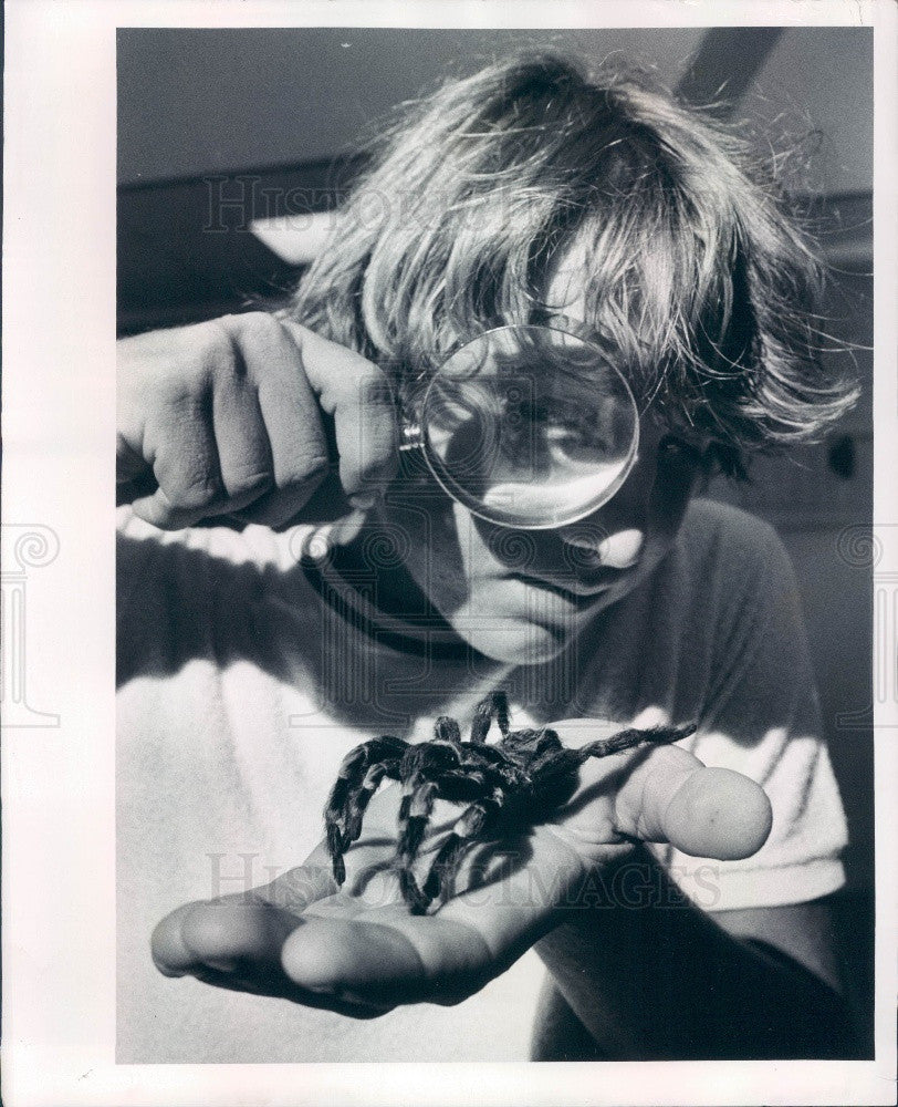 1978 Mexican Orange Banded Tarantula Press Photo - Historic Images