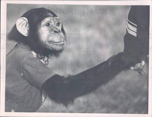 1963 Cristiani-Wallace Bros. Circus Chimpanzee Press Photo - Historic Images