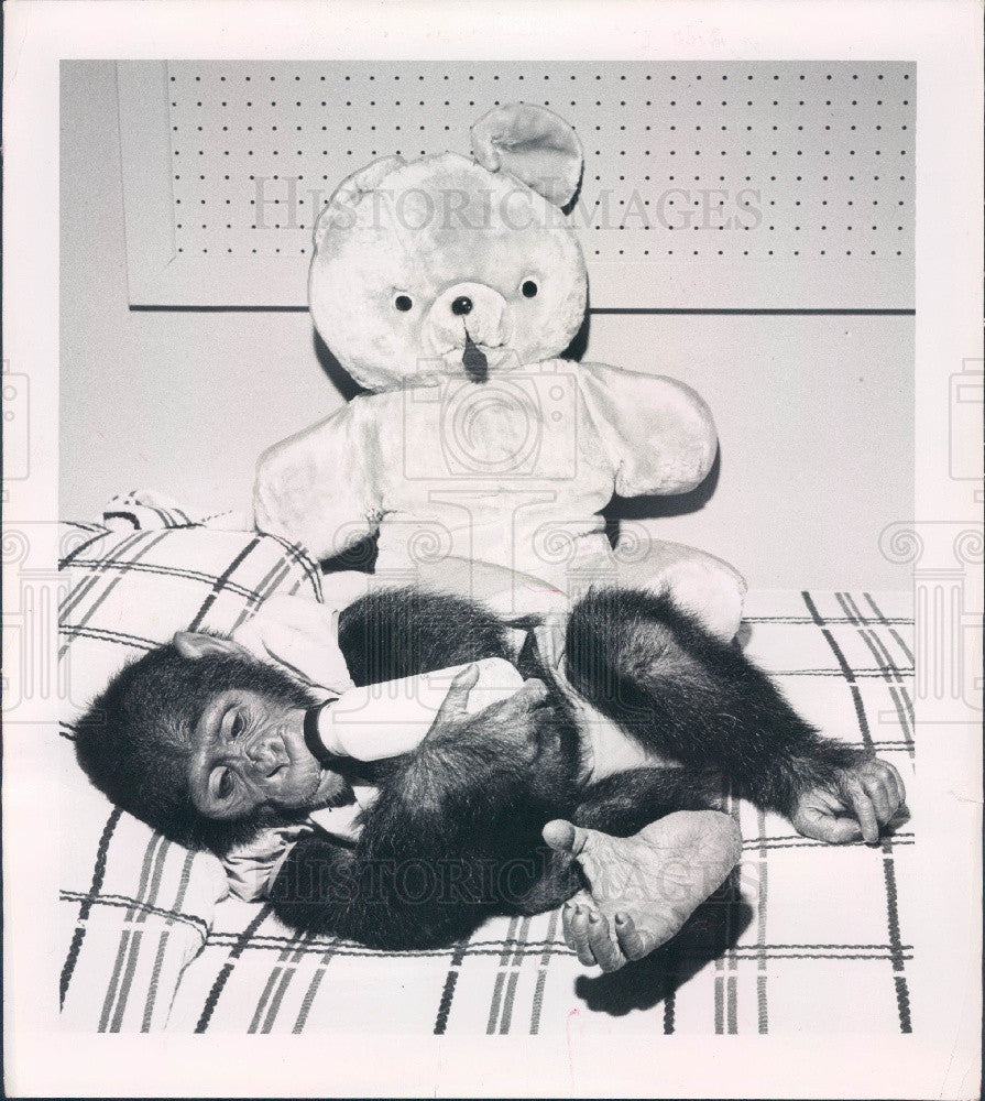 1956 Baby Chimpanzee Press Photo - Historic Images