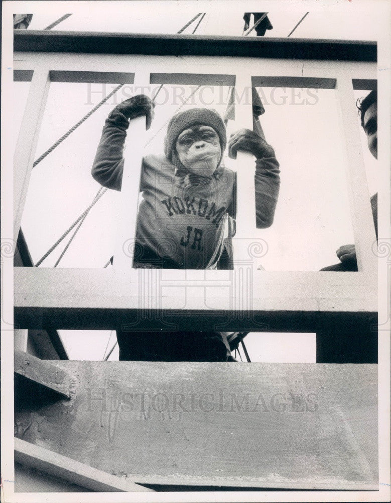 1958 Original Today Show Star Chimpanzee Kokomo Jr Press Photo - Historic Images