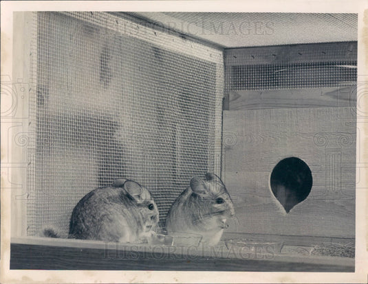 1951 Florida Chinchillas Harold Longman Press Photo - Historic Images