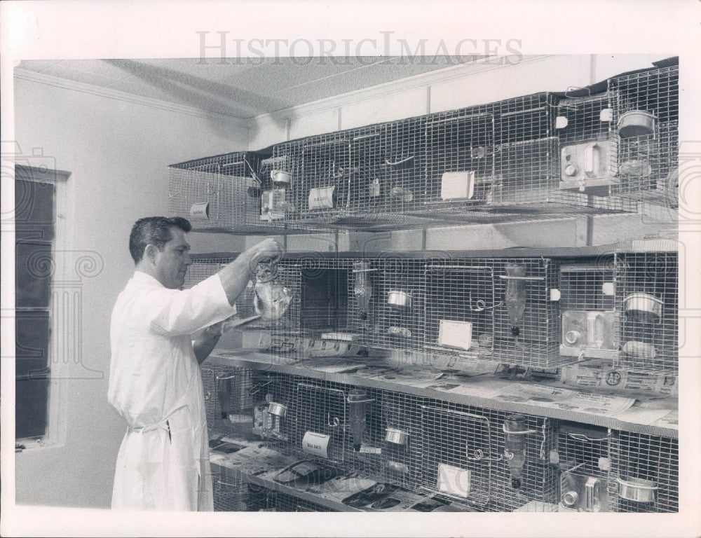 1967 St. Petersburg Florida Chinchilla Rancher Don Davis Press Photo - Historic Images