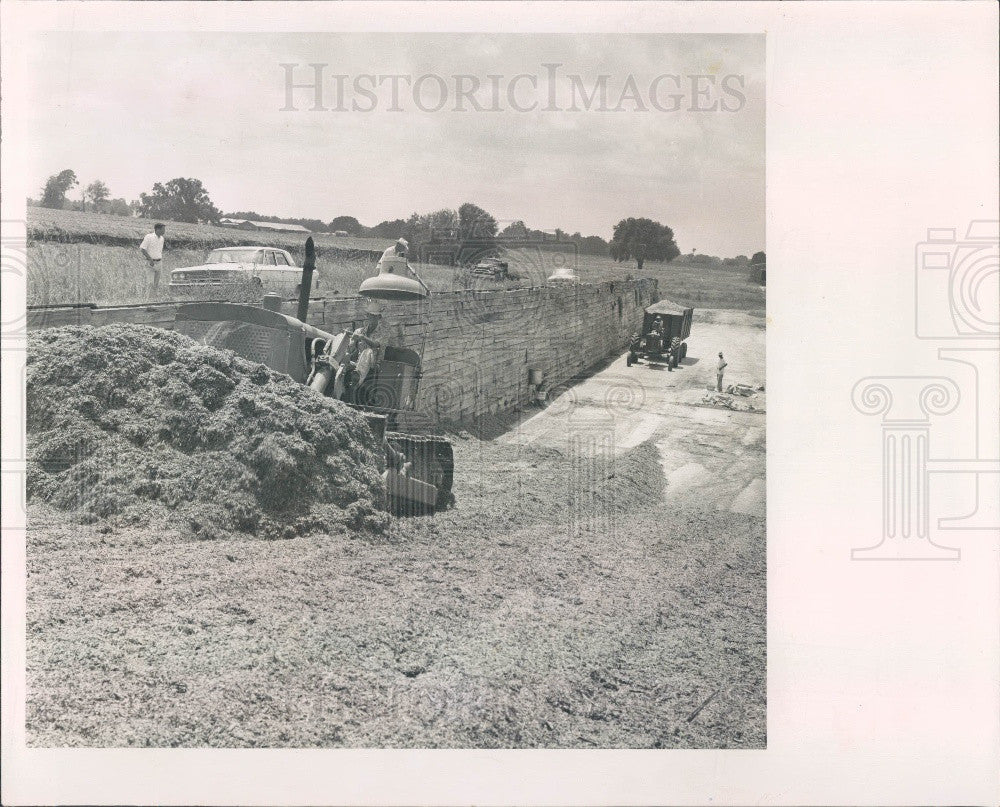 1963 Harvesting Sorghum Press Photo - Historic Images
