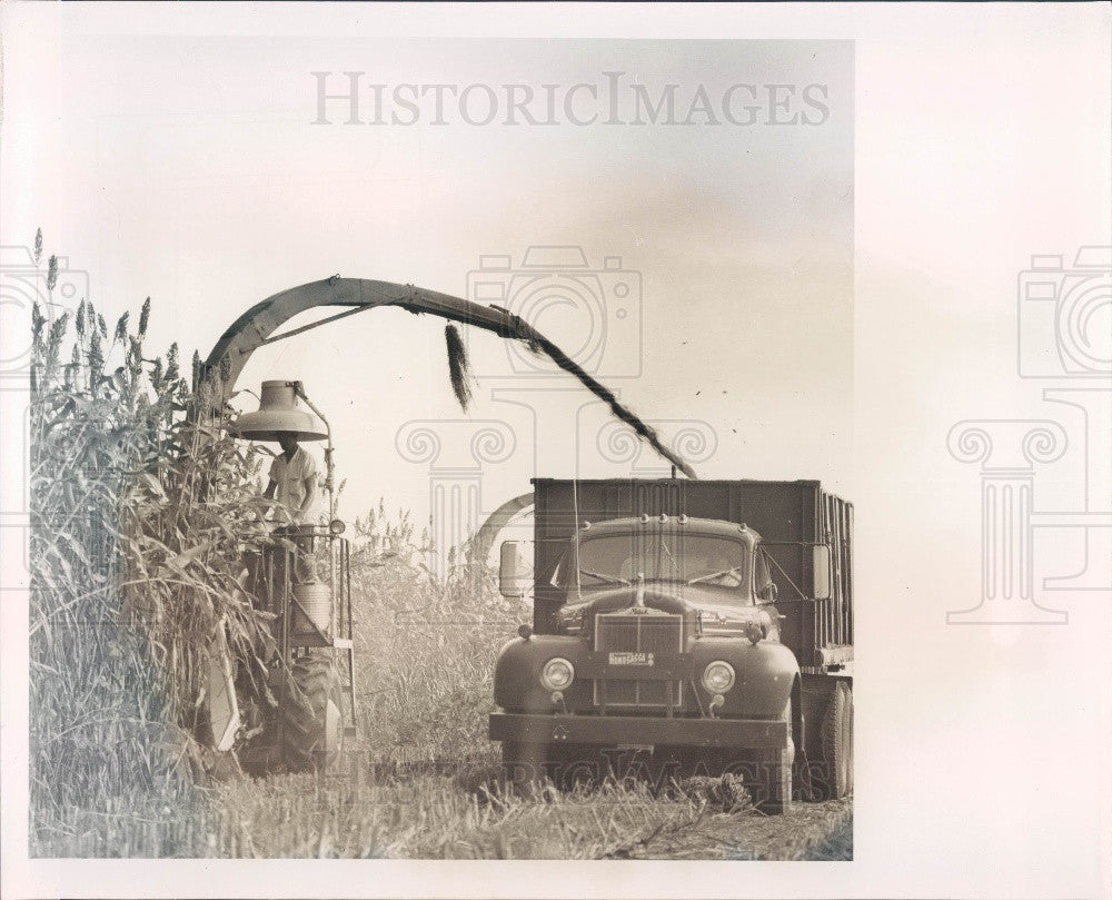 Undated Harvesting Sorghum Press Photo - Historic Images