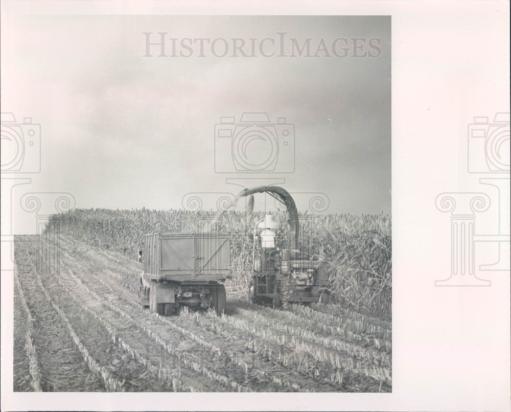 Undated Harvesting Sorghum Press Photo - Historic Images