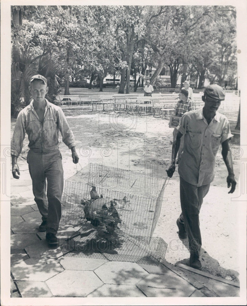 1963 St Petersburg, Florida Encephalitis Outbreak Bird Removal Press Photo - Historic Images