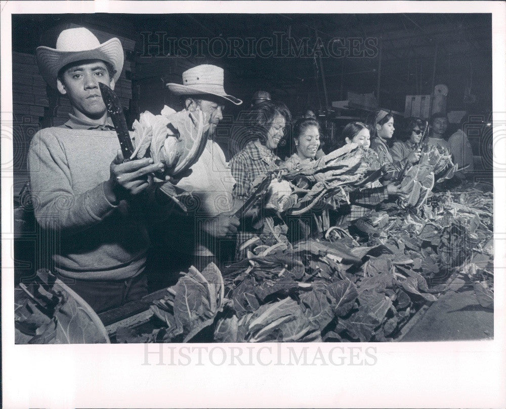 1970 Process Cauliflower Press Photo - Historic Images