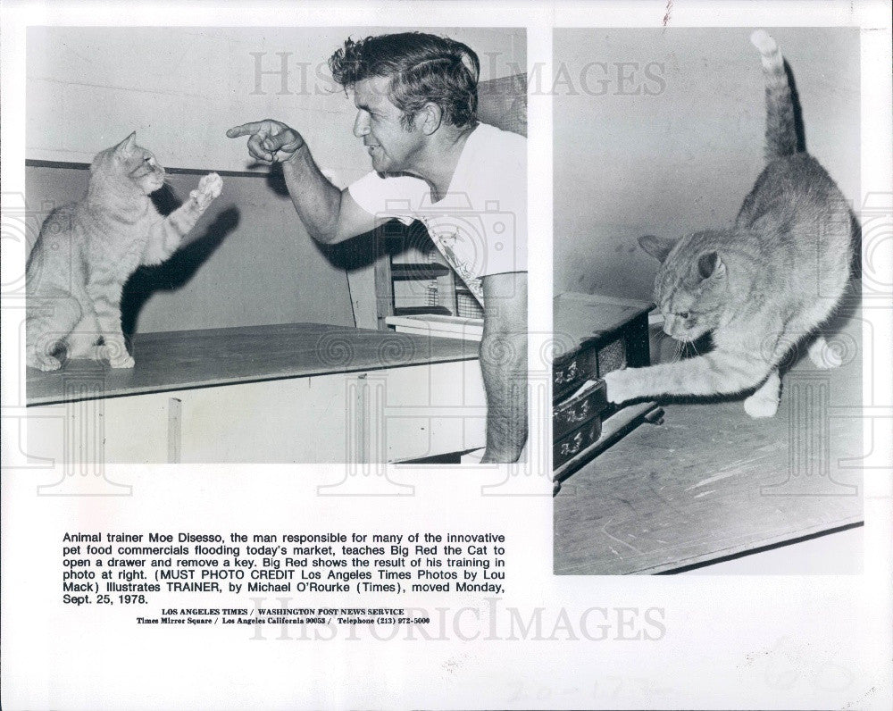 1978 Animal Trainer Moe Disesso Teaching Big Red the Cat Press Photo - Historic Images