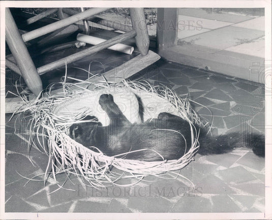 1965 Cat in Mexican Hat Press Photo - Historic Images