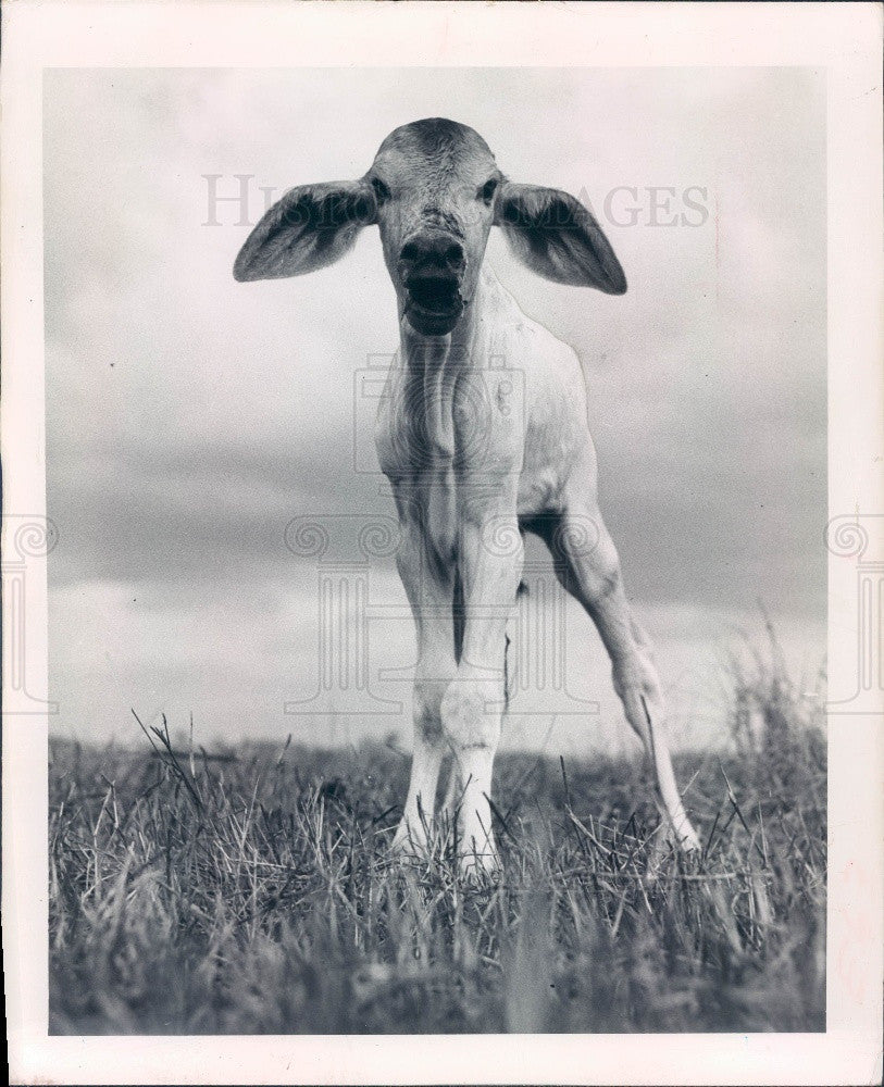 1957 Day Old Calf Press Photo - Historic Images