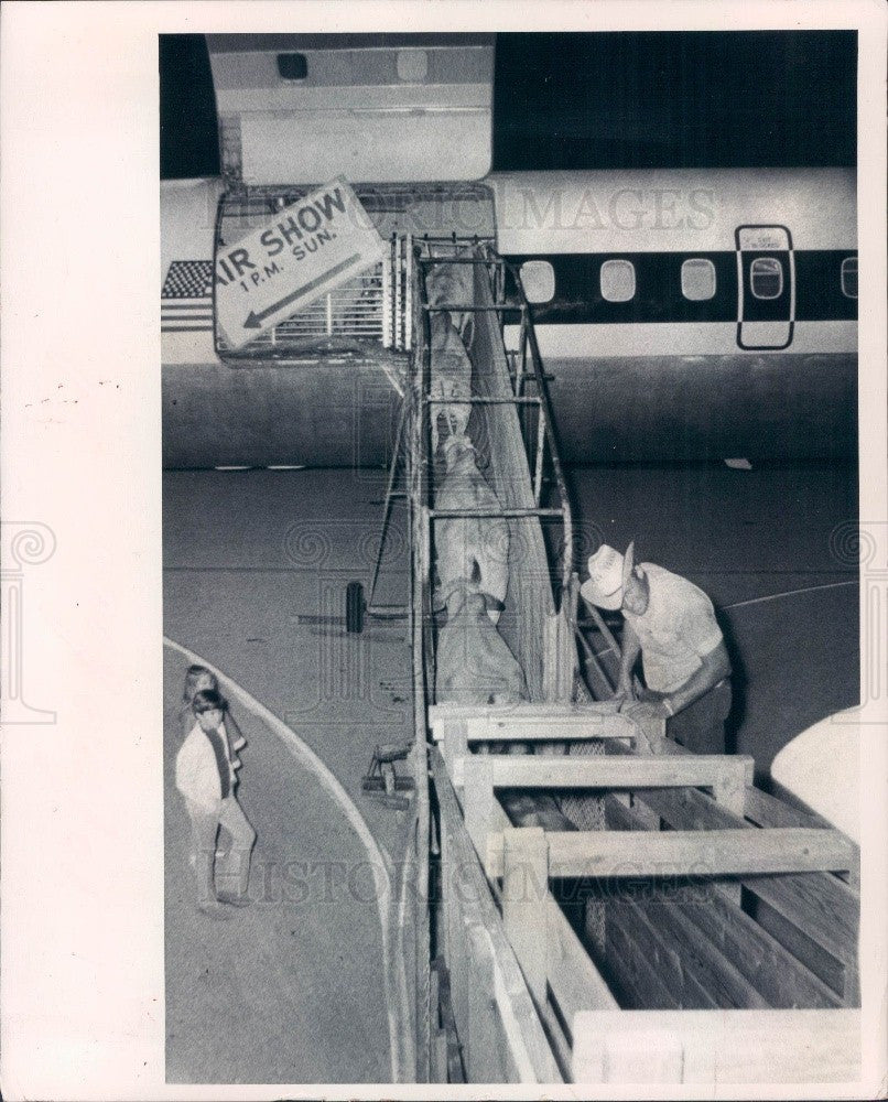 1971 St. Petersburg FL Cattle Shipped to South Africa Via Plane Press Photo - Historic Images