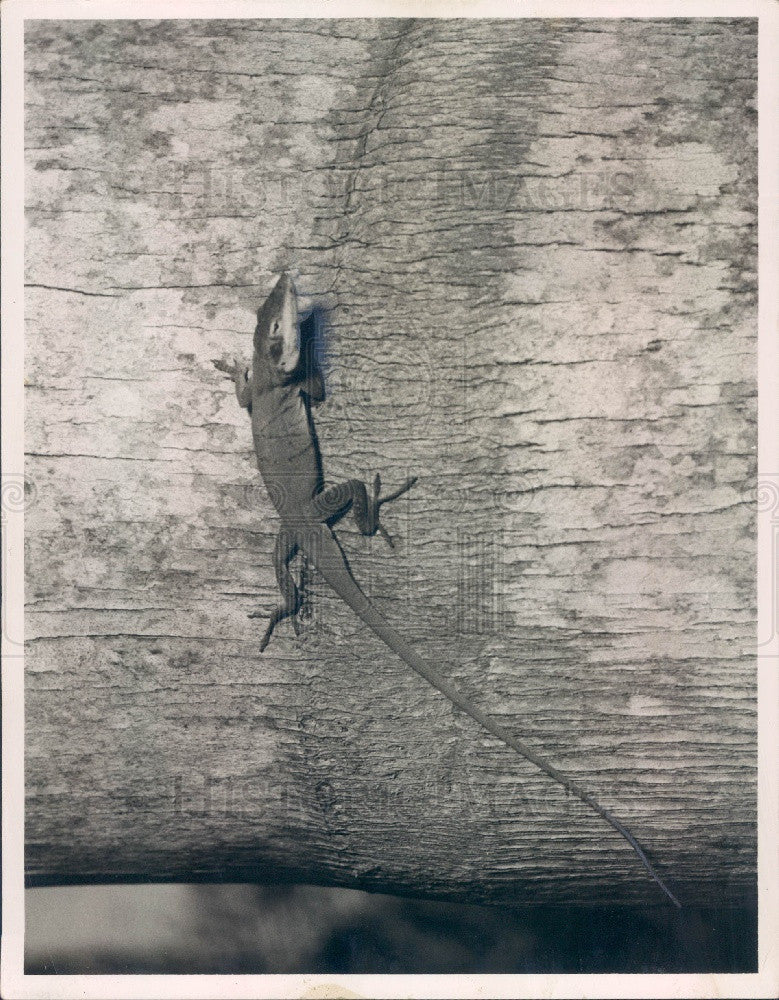 1953 St. Petersburg, Florida Chameleon Press Photo - Historic Images