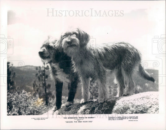 1975 The Wonderful World of Disney Deacon, the High Noon Dog Press Photo - Historic Images