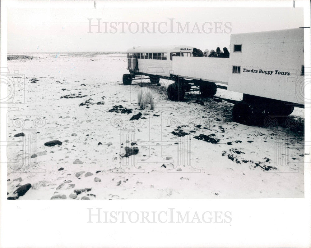 1989 Polar Bear being watched from Tundra Buggy Tours Press Photo - Historic Images