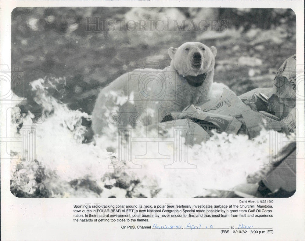 1982 Polar Bear @ Churchill Manitoba Canada Town Dump Press Photo - Historic Images