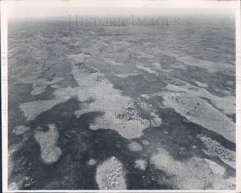 1970 Collier County, Florida Swamp Aerial View Press Photo - Historic Images