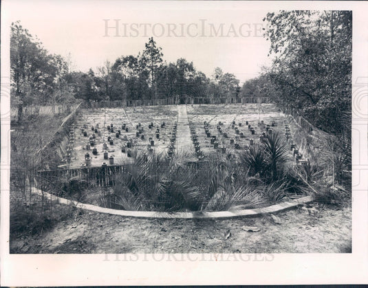 1975 Lecanto, Florida Adam & Eve Play Amphitheater Press Photo - Historic Images