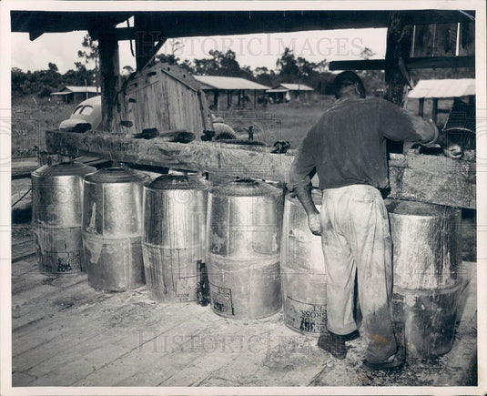 1947 Pure Rosin From Gum of Pines Trees Filling Up Barrells Press Photo - Historic Images