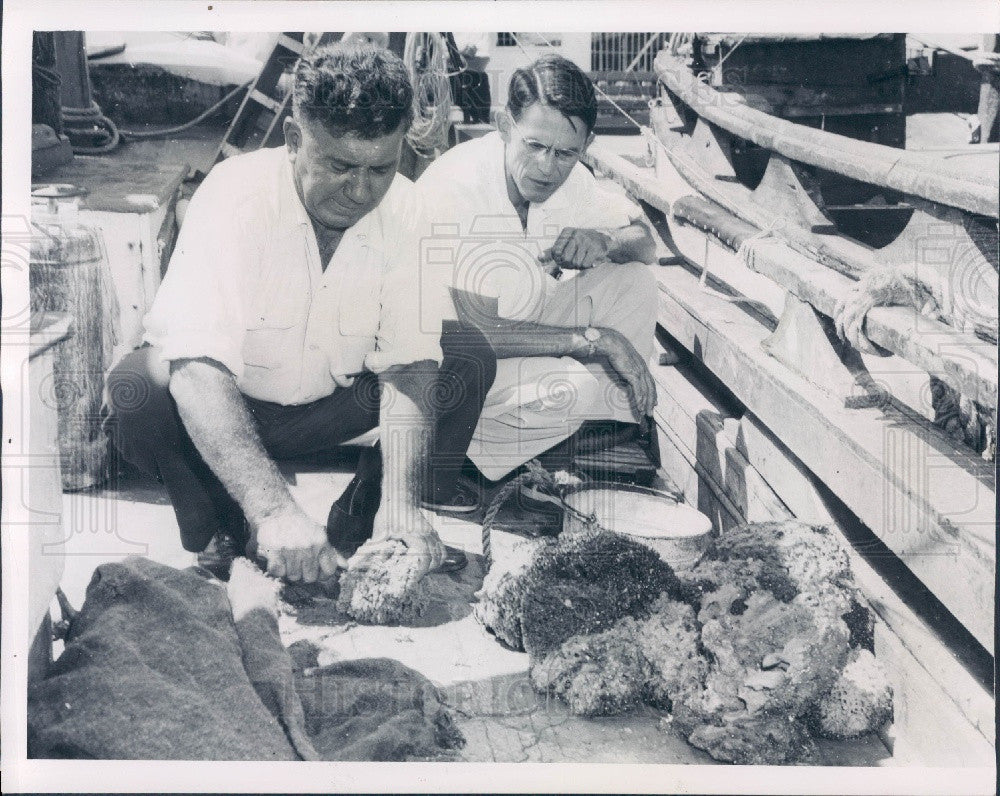 1955 University of Florida, Gainesville Sponge Research Projects Press Photo - Historic Images