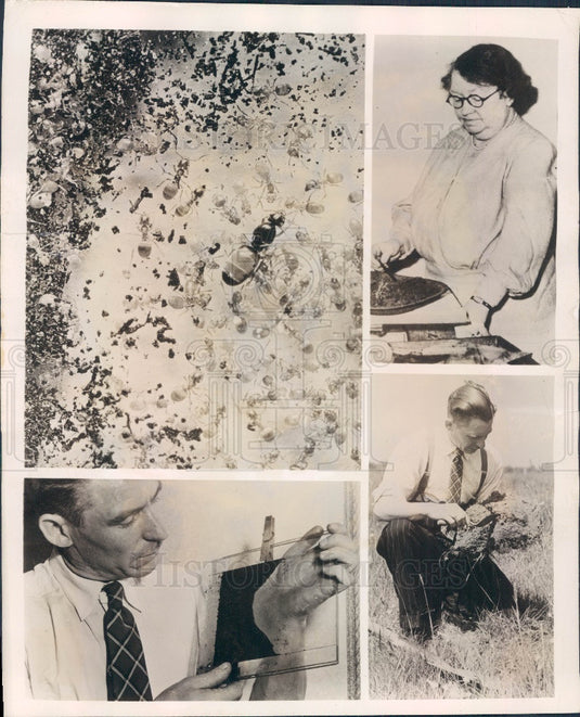 1949 Bedford England May Briant & her Ant Palaces Press Photo - Historic Images