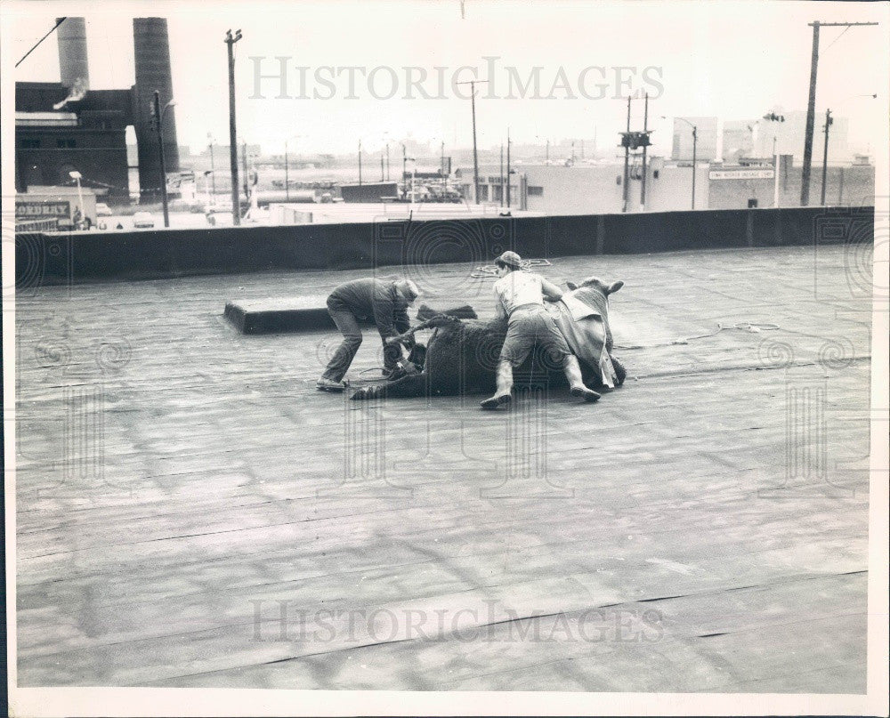 1964 Chicago Illinois Packing House Steer Loose on a Roof Press Photo - Historic Images