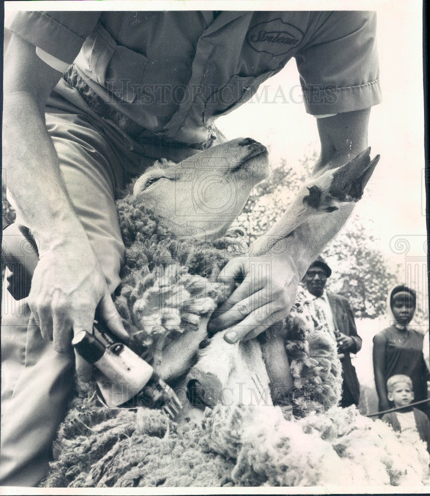 1965 Chicago Illinois Shearing Sheep at Lincoln Park Farm Zoo Press Photo - Historic Images