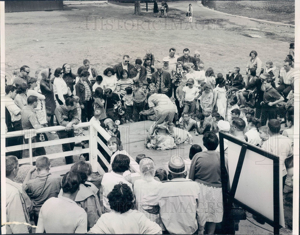 1965 Chicago Illinois Shearing Sheep at Lincoln Park Farm Zoo Press Photo - Historic Images