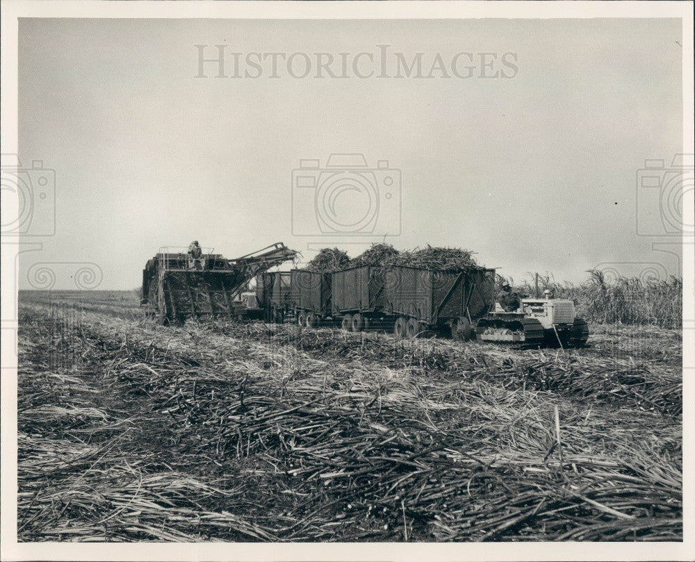 1950 Clewiston, Florida US Sugar Corp Plantation Press Photo - Historic Images