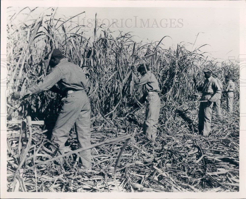 Undated Clewiston, Florida US Sugar Corp Plantation Press Photo - Historic Images