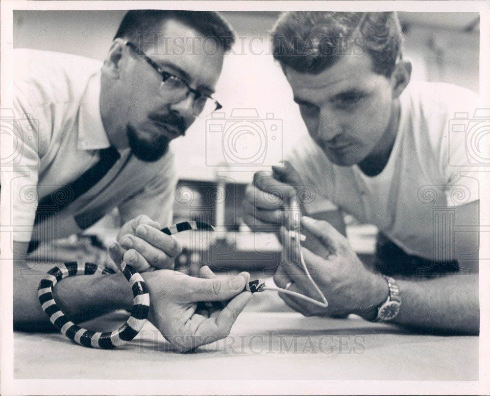 1963 Gainesville, Florida State Museum Tropical Sea Snake Press Photo - Historic Images