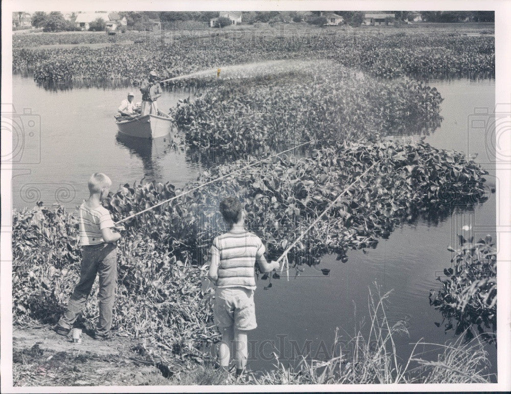 1960 Clearwater, Florida Lake Bellevue Hyacinth Spraying Press Photo - Historic Images