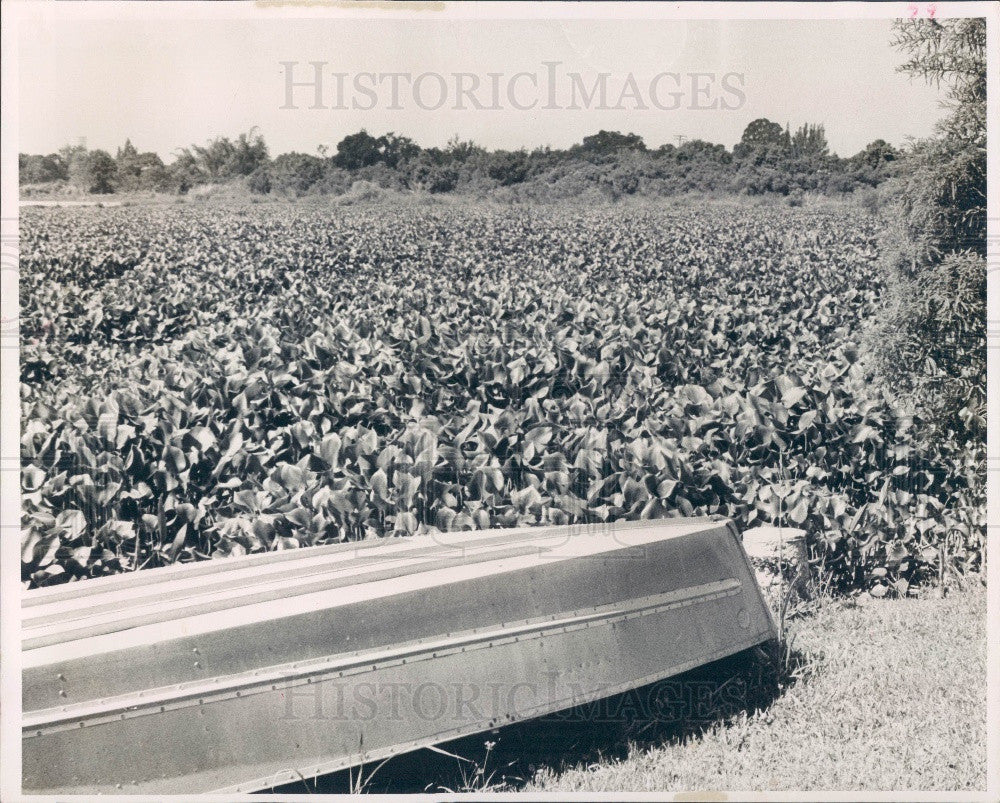 1960 Clearwater, Florida Hyacinths Cover Lake Bellevue  Press Photo - Historic Images