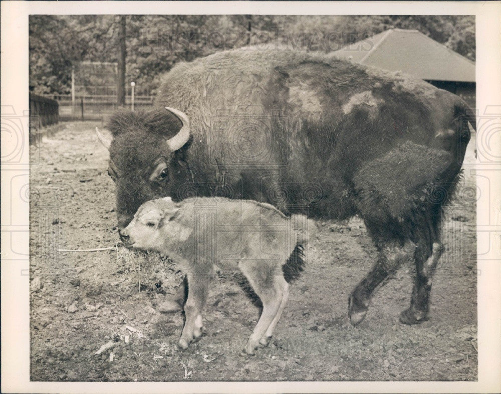 1946 Atlanta, Georgia Zoo Mother Buffalo &amp; Newborn Calf Press Photo - Historic Images